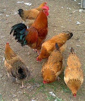 Hühner der Rasse Kuchinskaya-Jubiläum