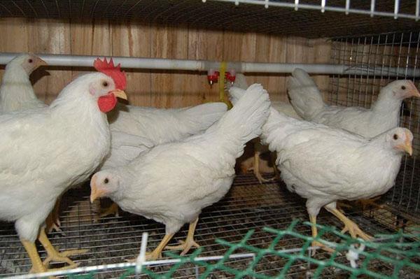 Hühner züchten Russian White
