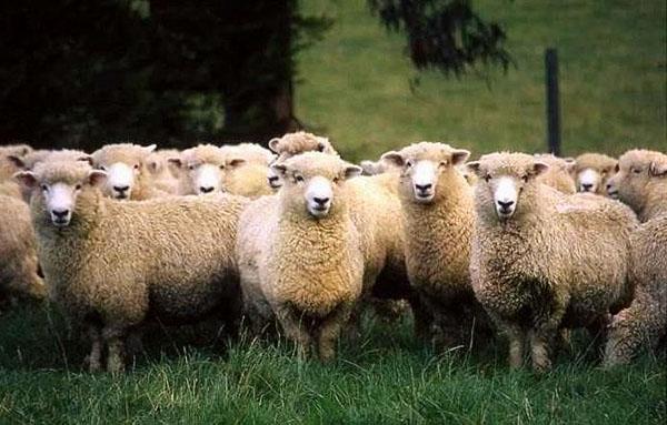 Stádo ovcí Kuibyshev