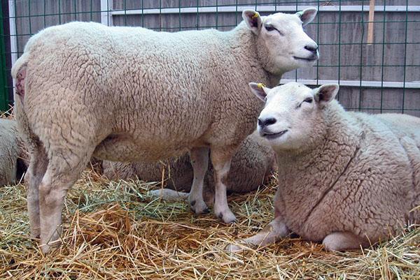Texelské ovce na výstavě