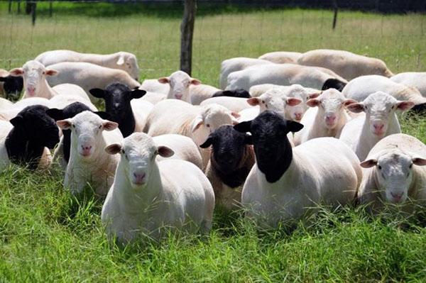 Počet ovcí na pastvině