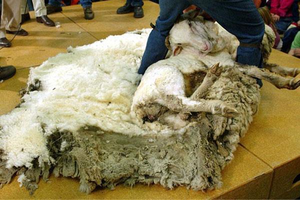 Stříhání ovcí