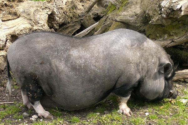 Asijská prasata s břichem