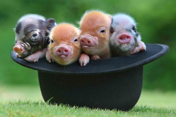 الخنازير القزمة