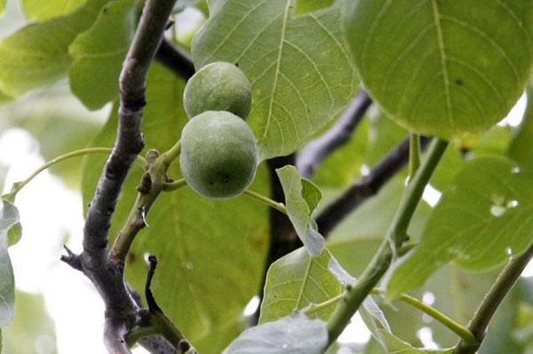 ořechové ovoce