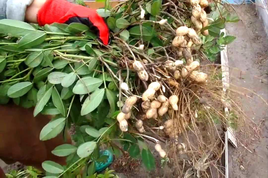 pěstování arašídů v zemi