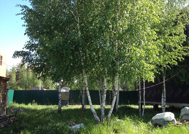 تنمو أشجار البتولا في كوخها الصيفي