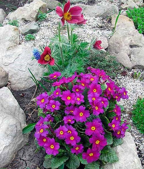 زهرة الربيع على شريحة جبال الألب