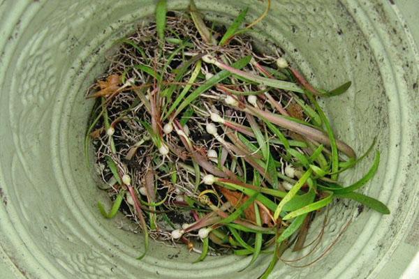 Junge Amaryllispflanzen aus Samen