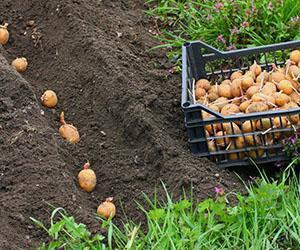 Příkopová výsadba brambor