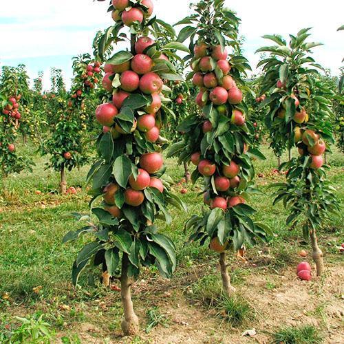 حديقة مشذبة من أشجار التفاح العمودية