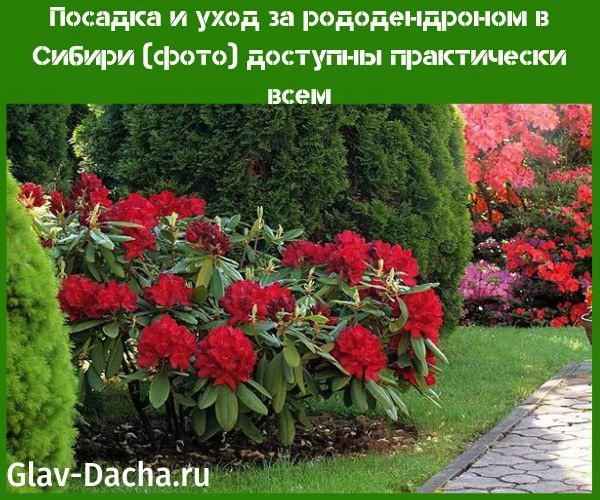 výsadba a péče o rododendron na Sibiři foto