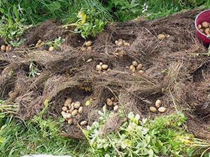 Kartoffeln pflanzen im Ural