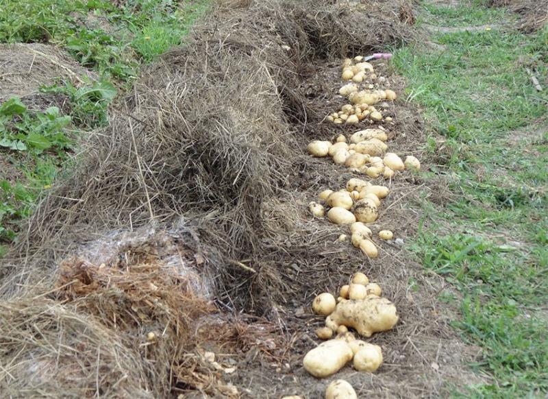 klady a zápory sázení brambor pod slámu