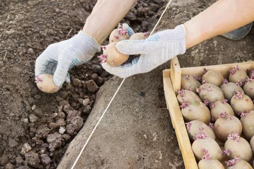 زراعة البطاطس الصيفية