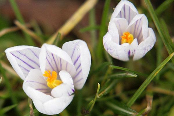 süßer Krokus