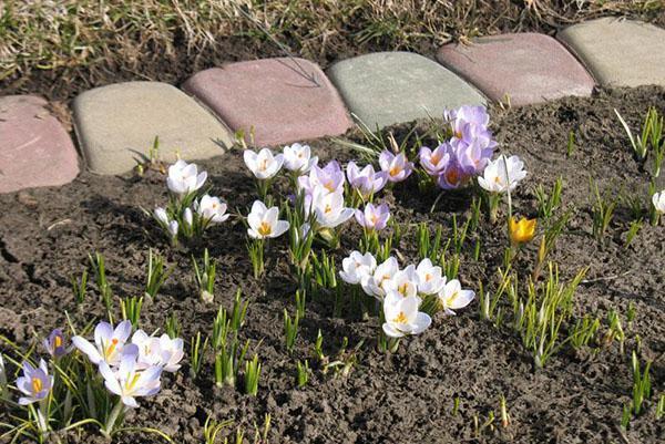 Blumenbeet mit Krokussen im zeitigen Frühjahr