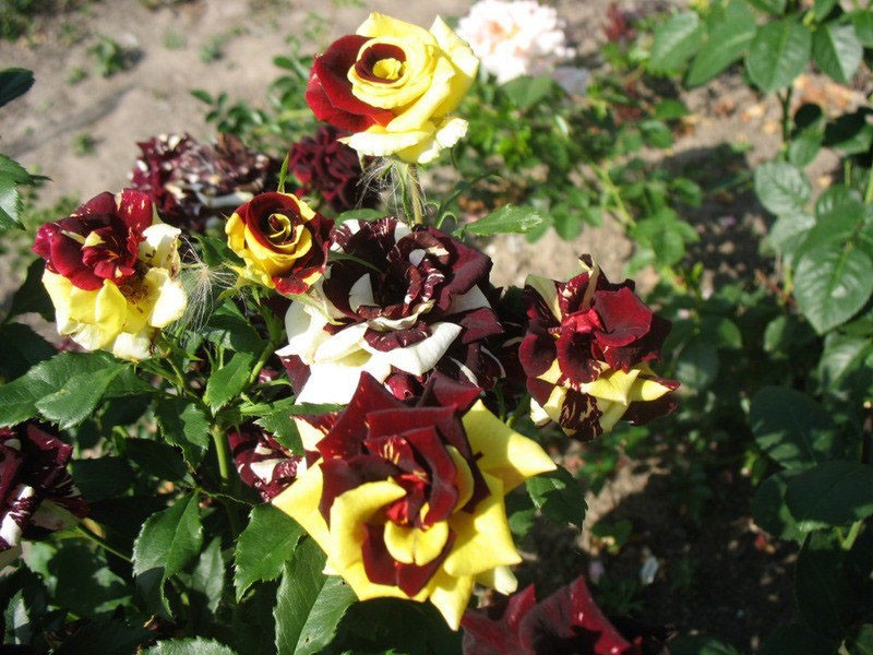 svěží květ růže odrůdy Abracadabra