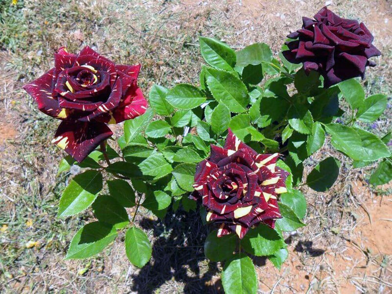 hybridní čajová růže Abracadabra