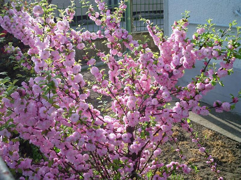 sakura na jaře