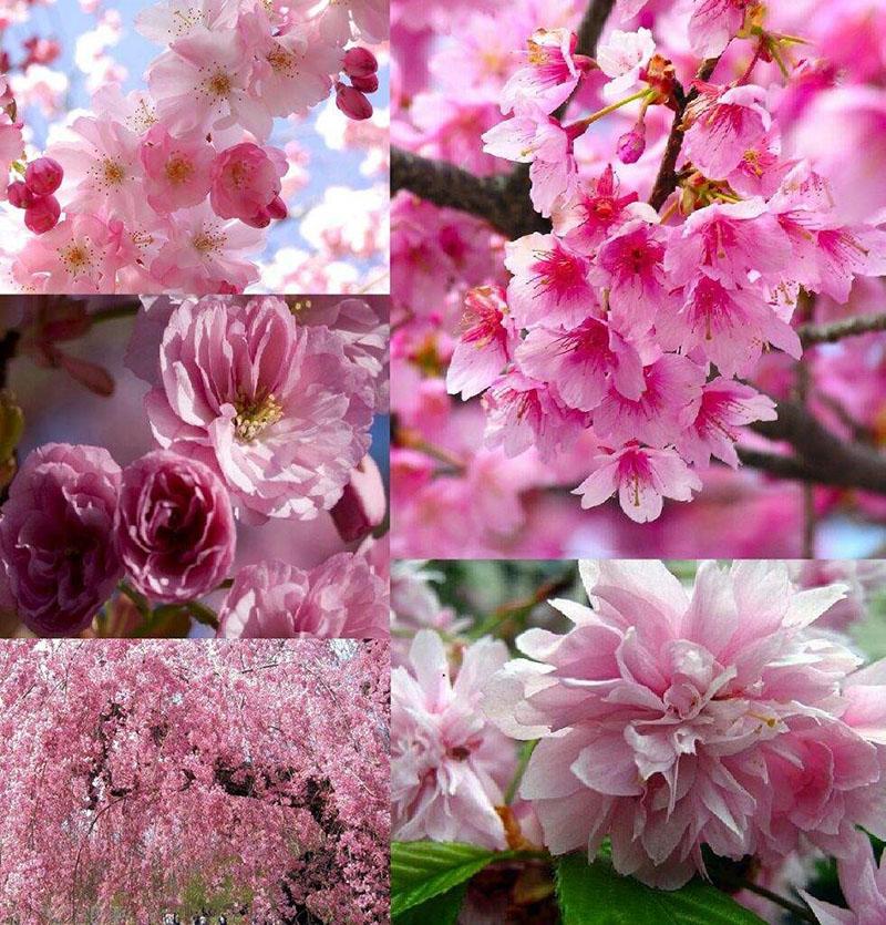třešňové květy různých odrůd