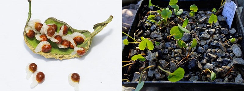 Vermehrung von Sanguinaria durch Samen