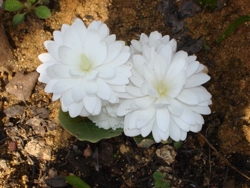 Frottee Sanguinaria