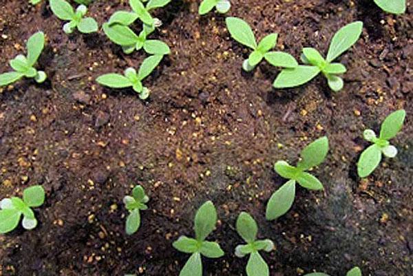 Zinnia schießt im freien Feld