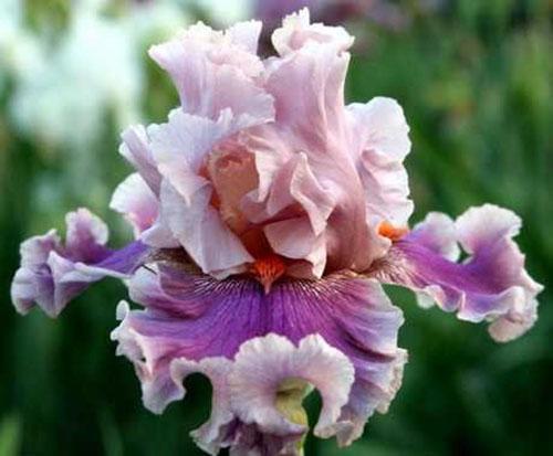 úžasně krásná iris