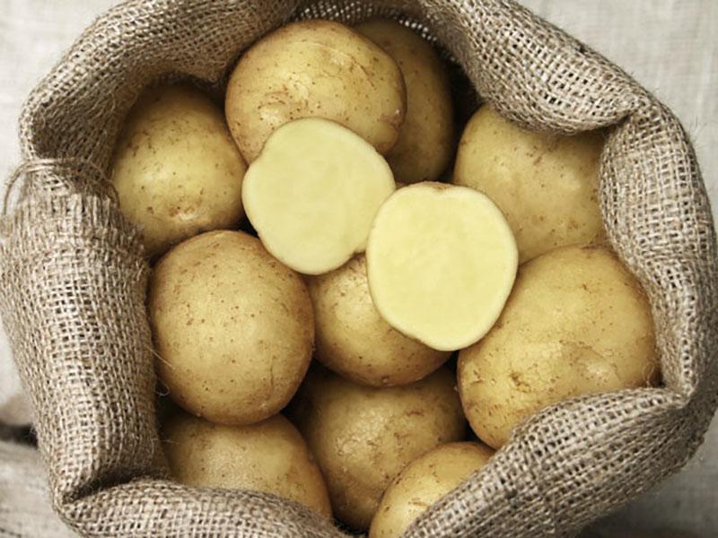 Kartoffeln pflanzen adretta