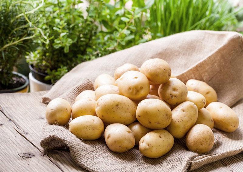 Ertrag der Kartoffelsorten Adretta