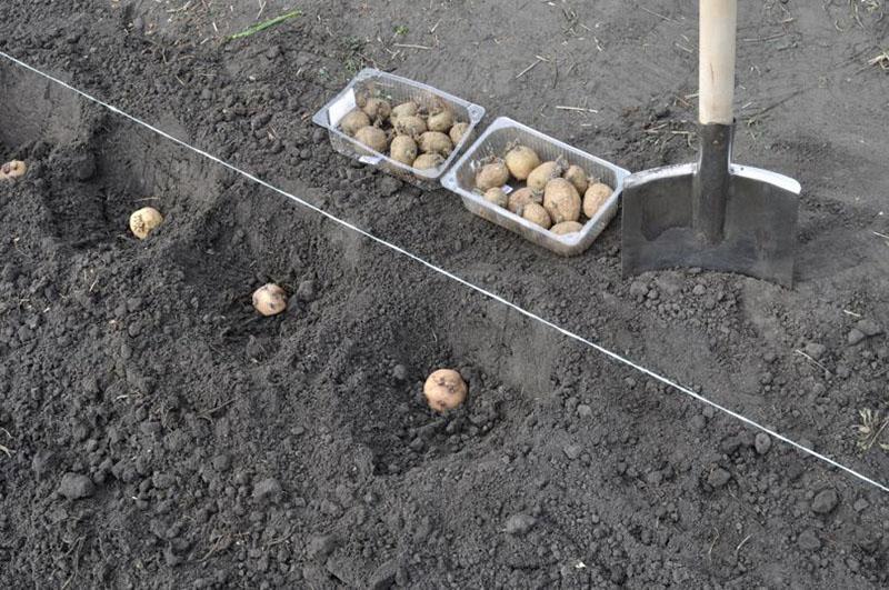 Regeln für das Anpflanzen von Adrett-Kartoffeln