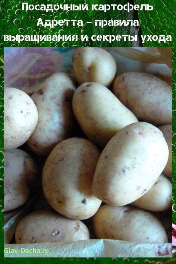 زراعة البطاطس adretta