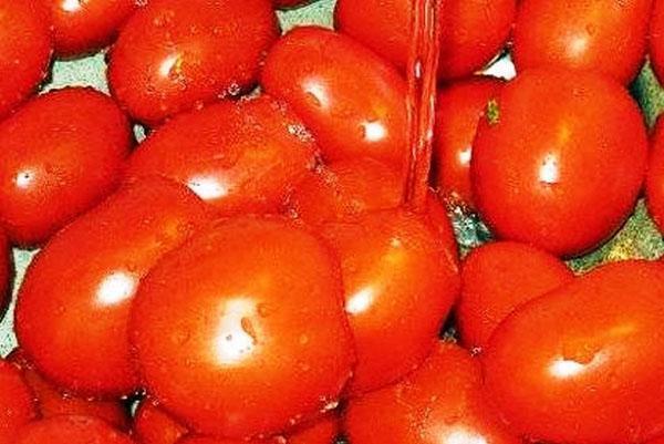 meine Tomaten