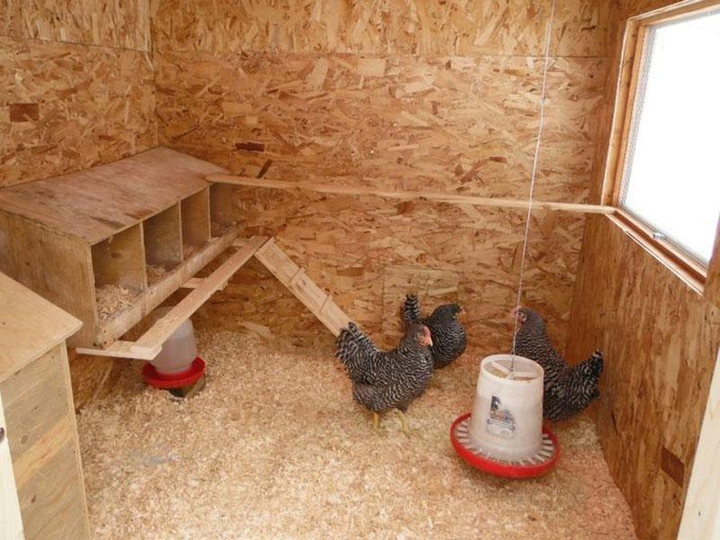Anordnung des Hühnerstalls innen
