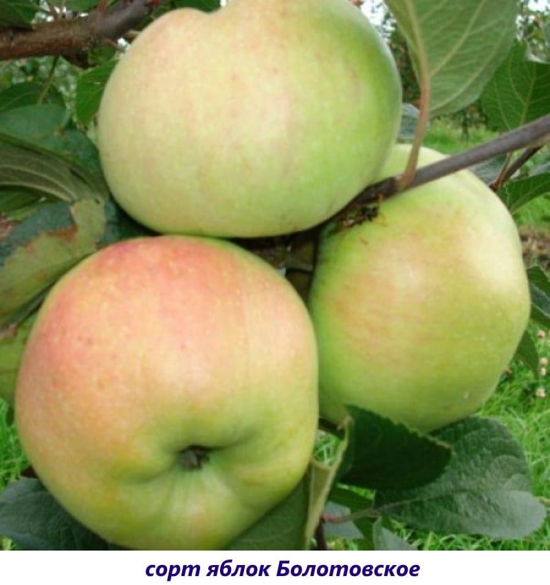 مجموعة متنوعة من التفاح Bolotovskoe