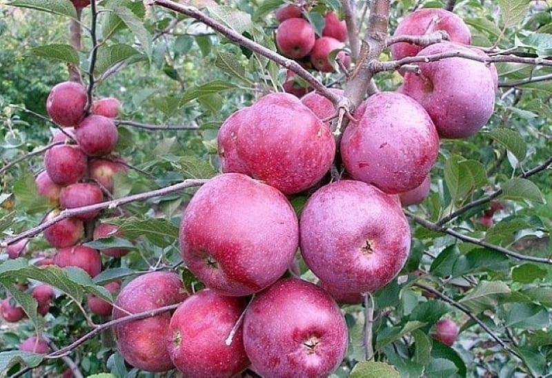 أنواع تفاح الشتاء