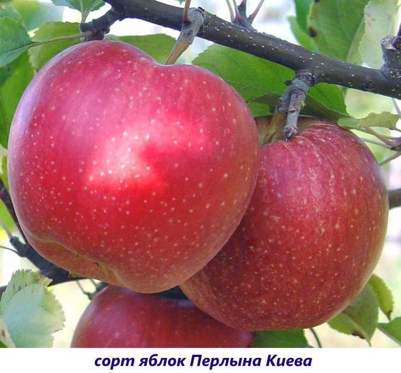 Apfelsorte Perlyn Kiew