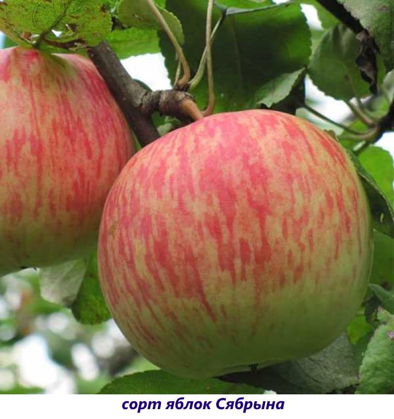 Sabryn Apfelsorte