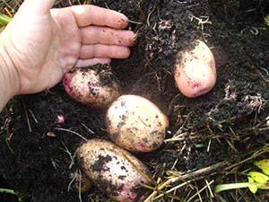 Späte Kartoffelernte gepflanzt