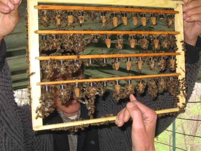 vylučování včelí královny přirozenou cestou
