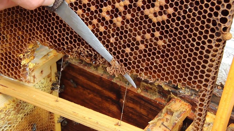 nouzový způsob odstranění včelí královny