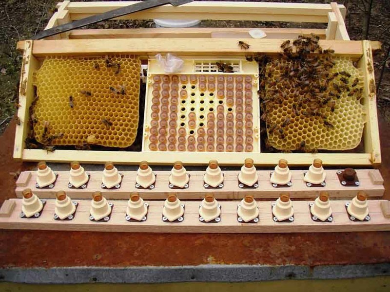 chov včelích královen se systémem Nicot
