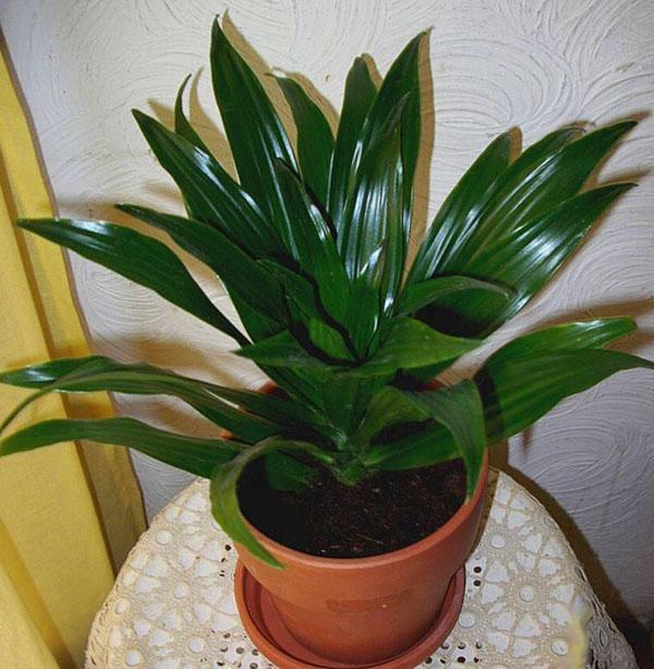 Die Dracaena-Pflanze mag keine zu hohen Temperaturen