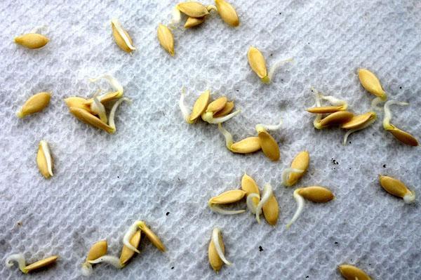naklíčená semena okurky