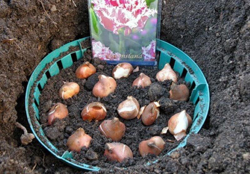 Tulpen in Körbe pflanzen