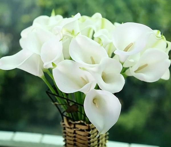 Strauß weißer Calla-Lilien
