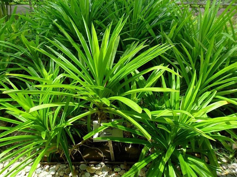 Pandanus verstecken