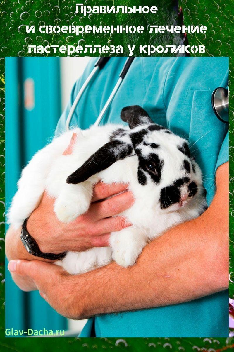 Behandlung von Pasteurellose bei Kaninchen