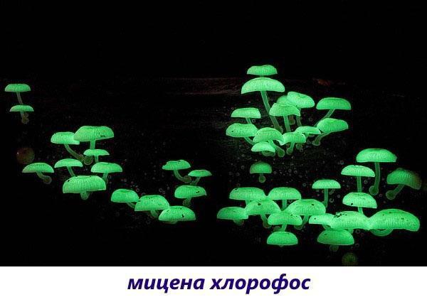 Pilze Mycena Chlorophos